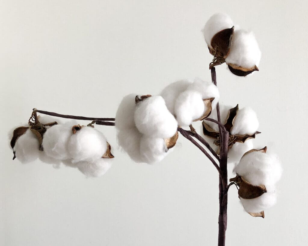 Why is organic cotton better than conventional cotton? – The Slow