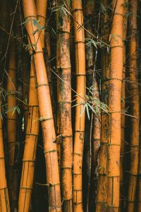 bamboo-image-seamlesssource.com