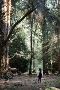 forest-image-seamlesssource.com