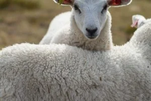 sheep-image-seamlesssource.com