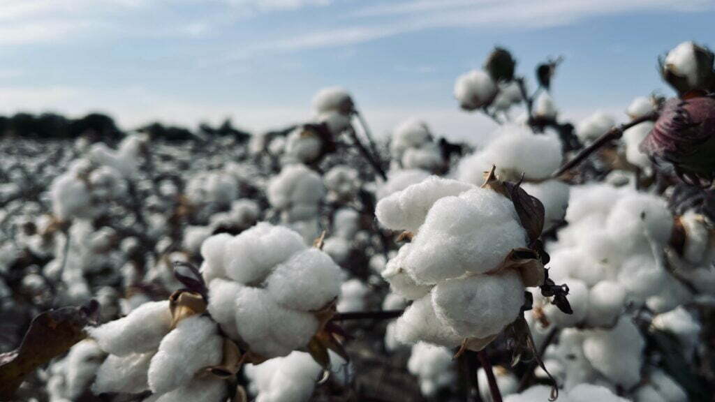 Organic cotton